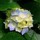 susan_relling