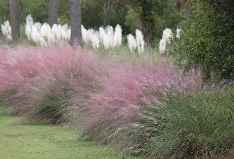 Pink Muhly Grass Seeds, Perennial Muhlenbergia Capillaris is the pink and White Pampas Grass is the white in the foreground. Peter Atkins and Associates.,LLC