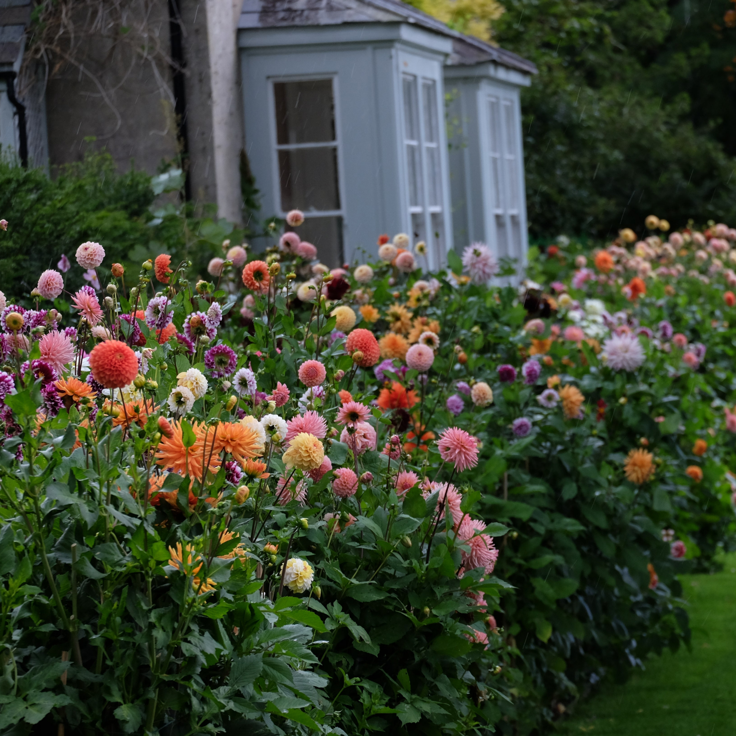 Back Yard Gardens