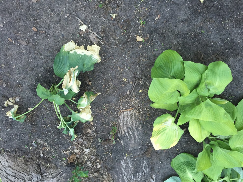 Why are my hostas dying from the outside in?