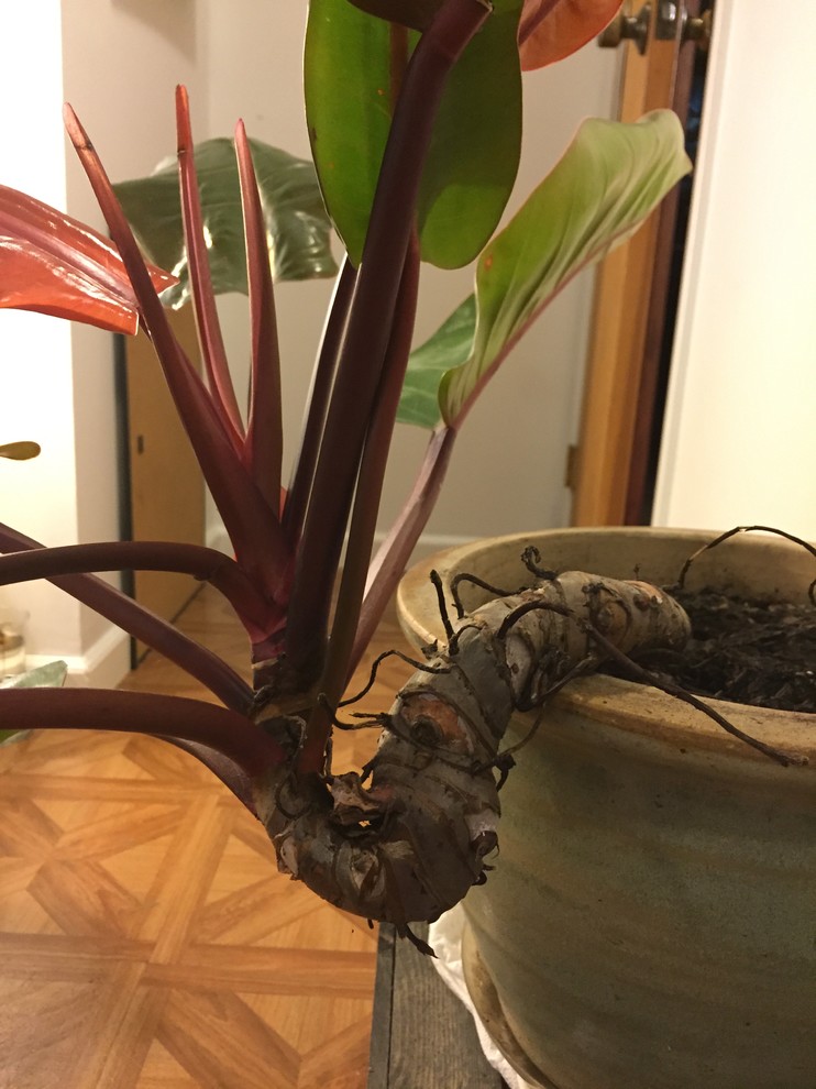 philodendron angel Philodendron verrucosum Angel main image 1