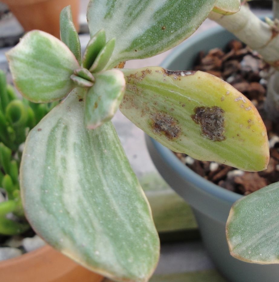 Those darn brown spots on Jades | Houzz Forum