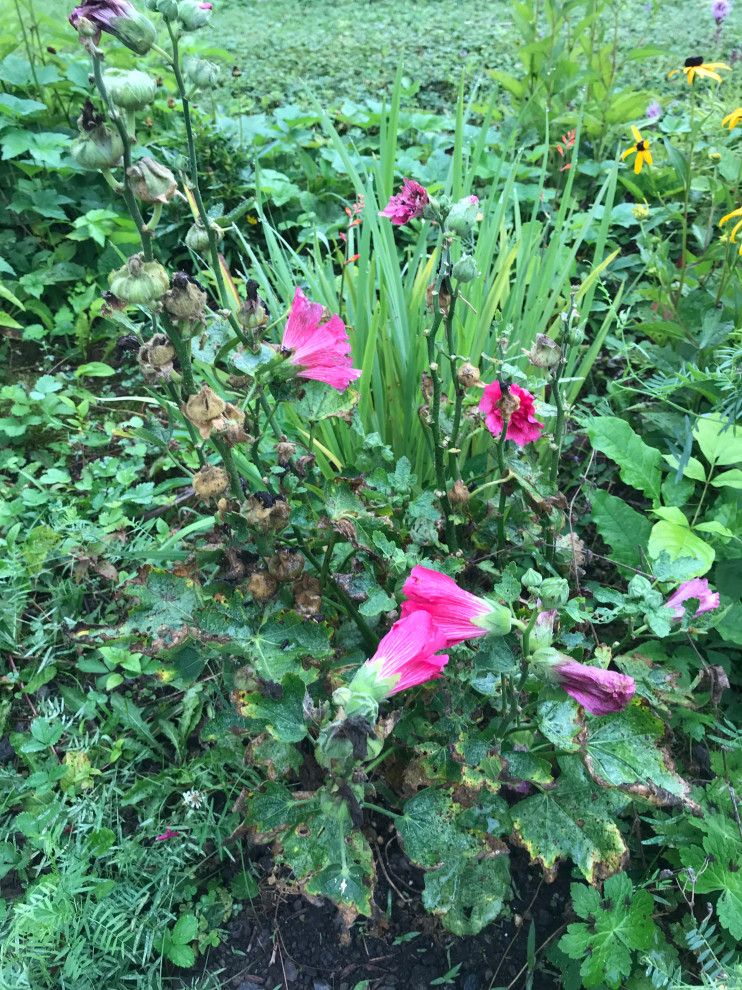 What’s eating my Hollyhocks?