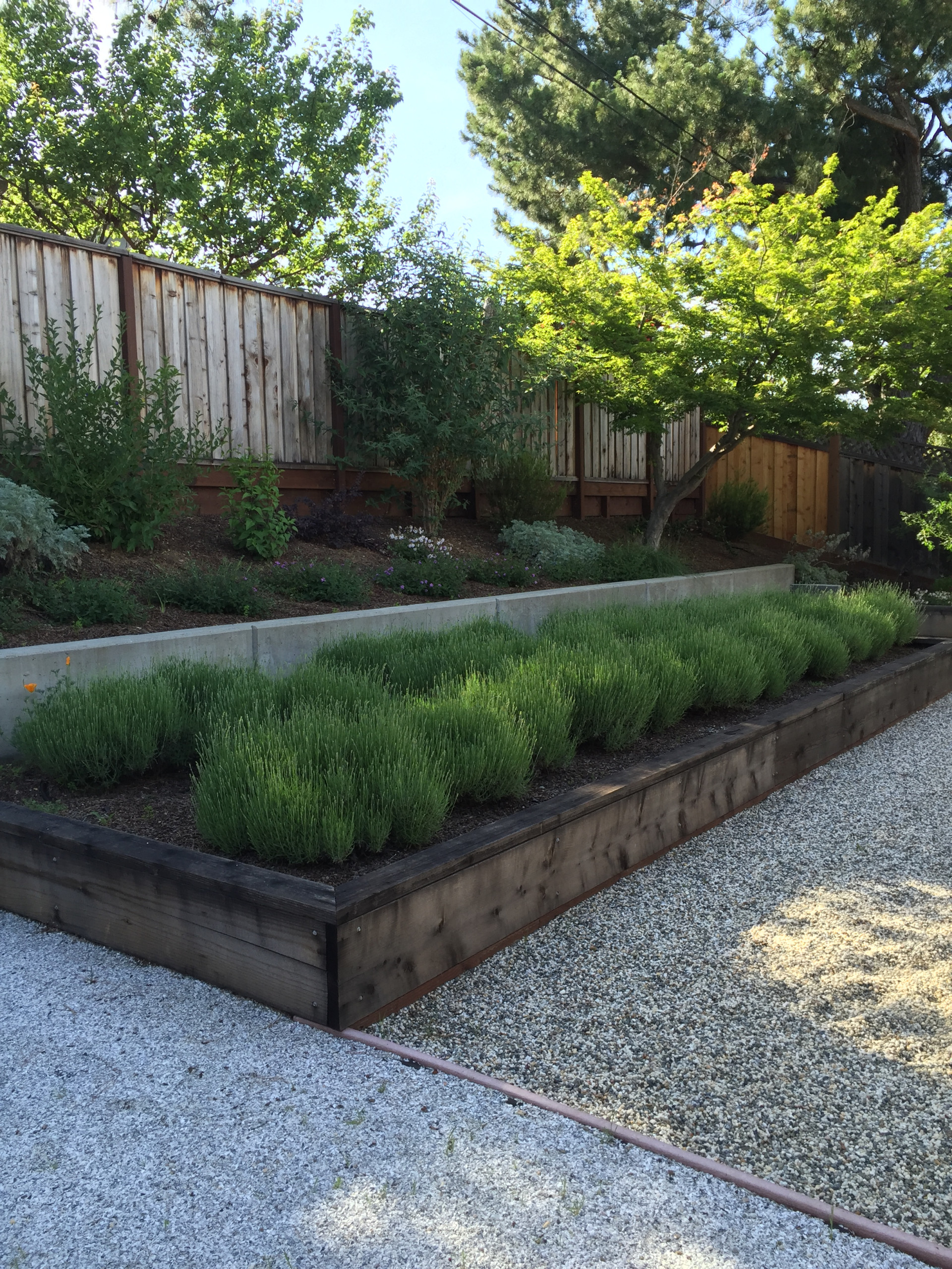 Almaden backyard