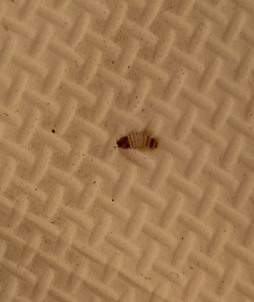 Carpet Beetles On Mat