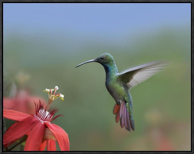 Green-Breasted Mango Hummingbird, 24