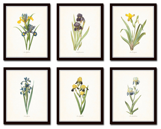 Antique Iris Floral Botanical Print No. 1 Unframed Prints And Posters