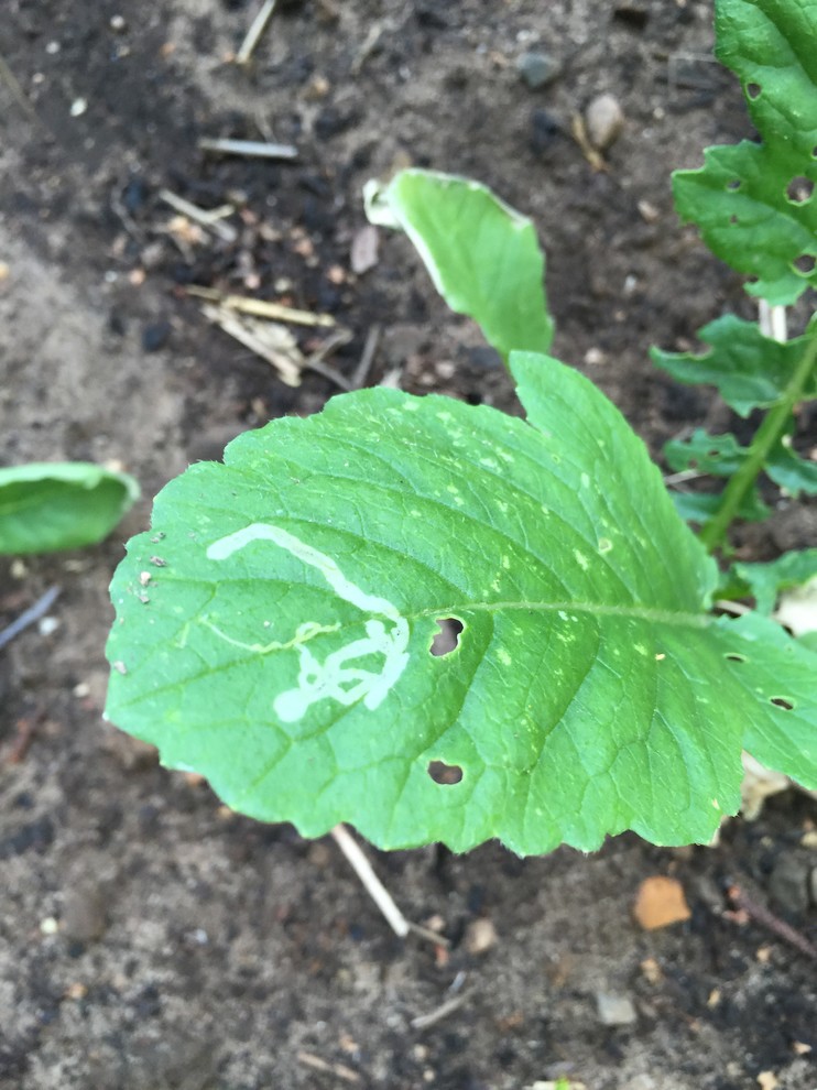 What's eating my radishes? And beets...