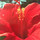 rachelandsean_huen