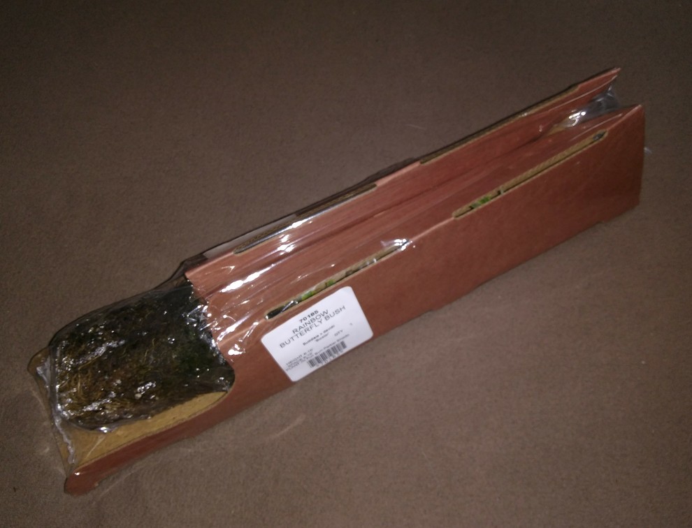 Zone 6B Butterfly Bush