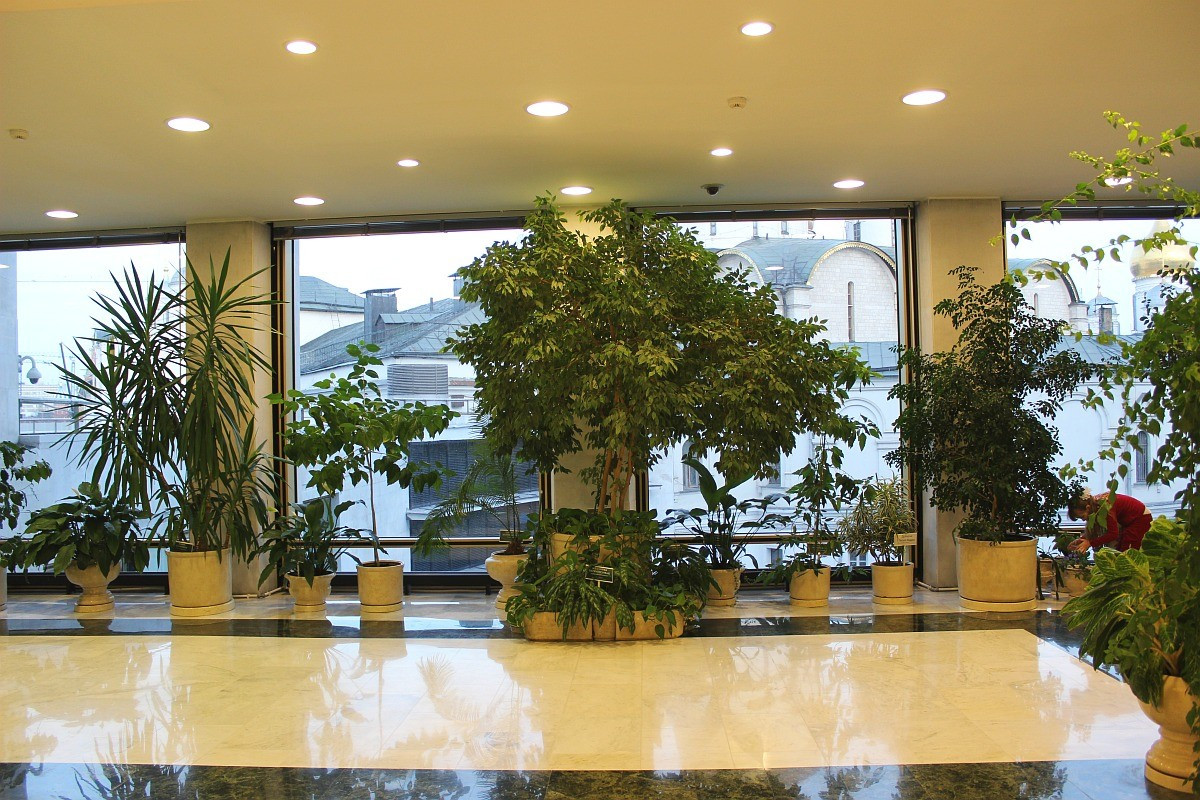 Зимний сад в "Государственном Кремлевском дворце"