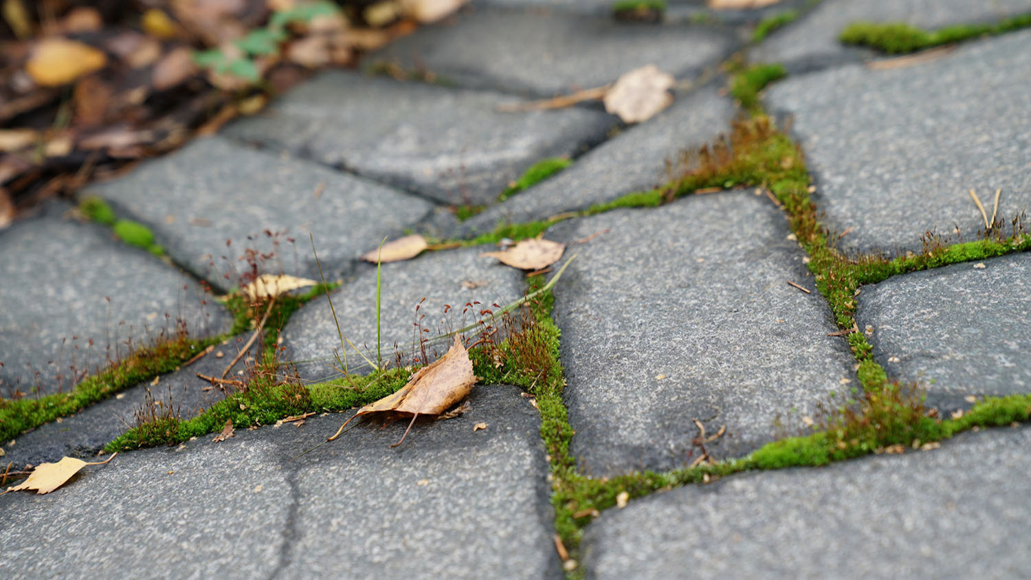 Мечта об Альпах. КП Вымпелмох, мощение,