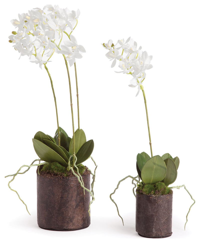 2-Piece Dendrobium Orchid Drop-Ins with Root Balls, Set