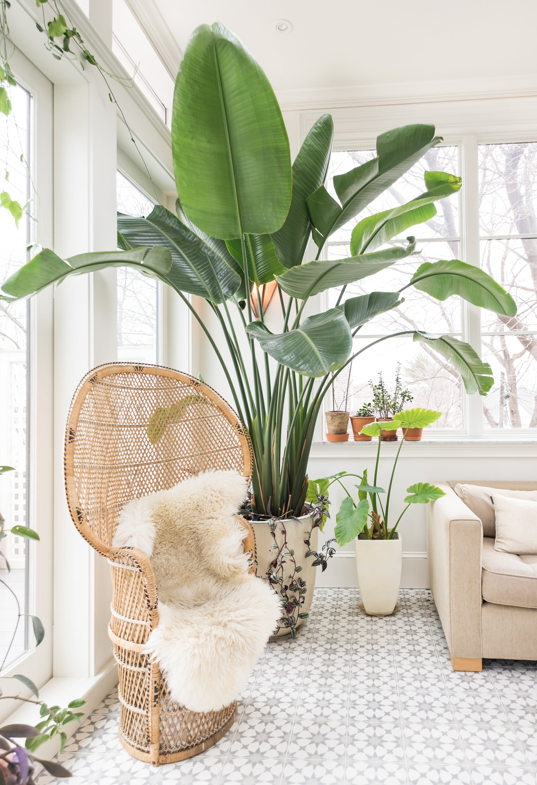 7 Favorite Indoor Plants for West-Facing Windows
