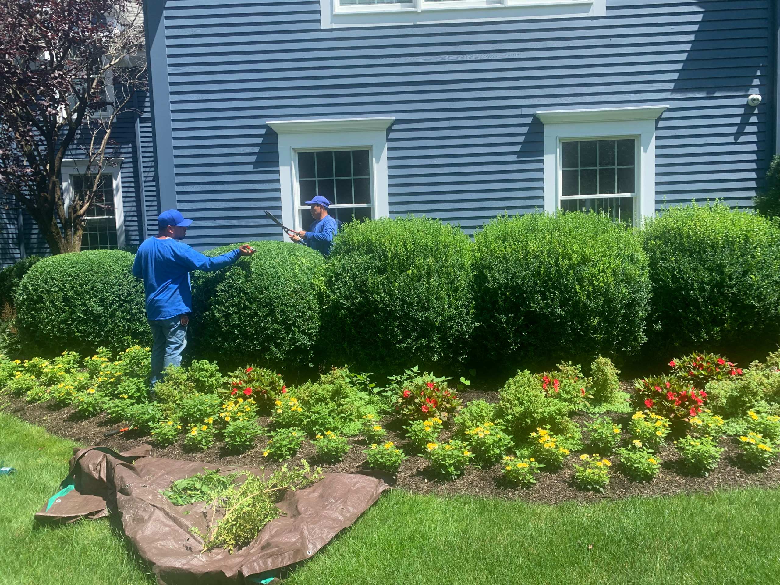 Boxwood Shearing done in the summer months so that the shrub heals from its cut before winter. Again Boxwood Scissors never power shears that damages the plant tissue of the shrub. Peter Atkins and As