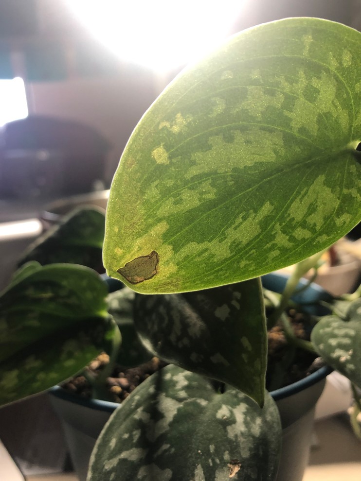 snake plant sun Sansevieria Laurentii  Hey Rooted