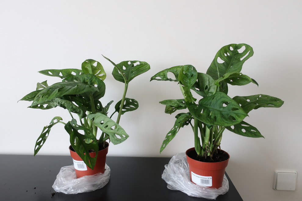 prayer plants Buy Calathea Makoyana, Prayer Plants main image 0