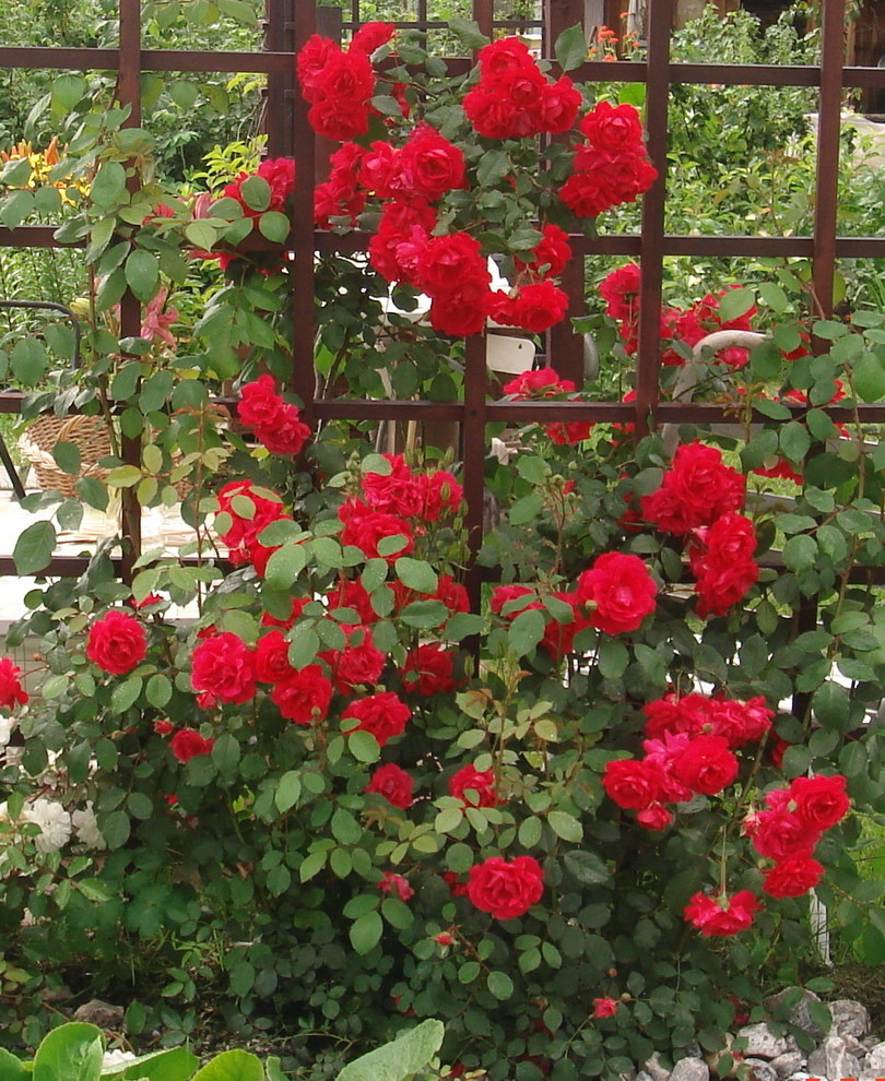 Как обрезать розы: весенняя, летняя и осенняя обрезка роз, когда лучшеобрезать и как правильно