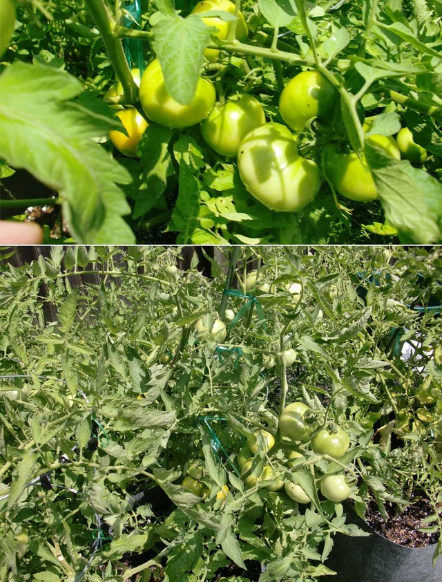 crossbreed plants while growing?