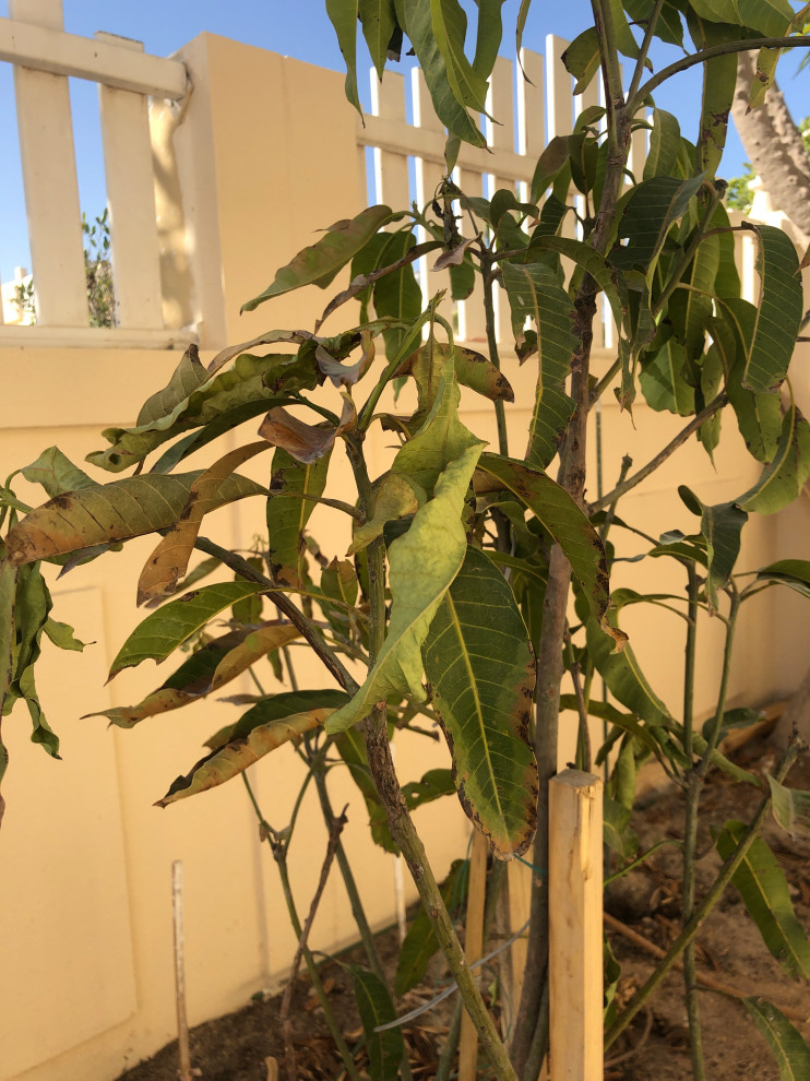 Why are my mango trees dropping leaves