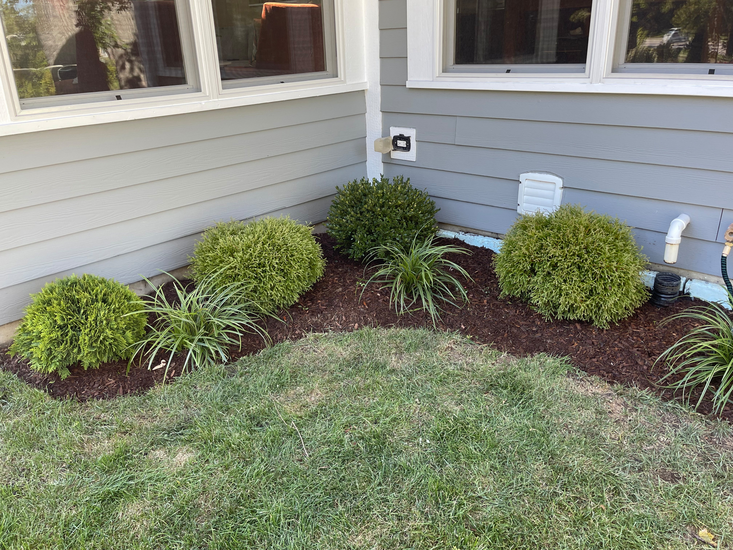 Foundation plants