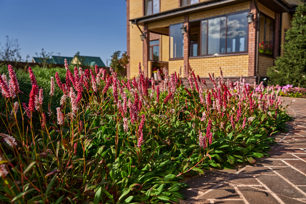 Сад в розовой дымке