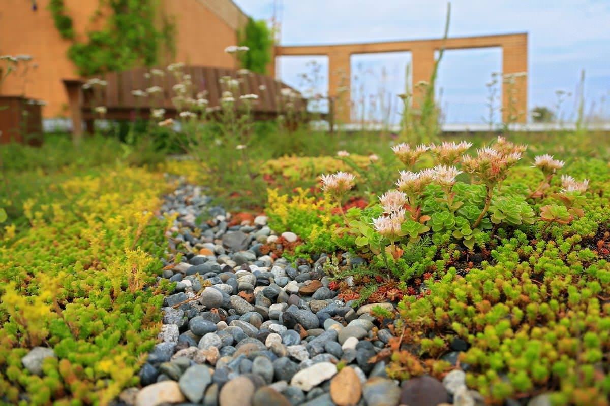 Сад на крыше