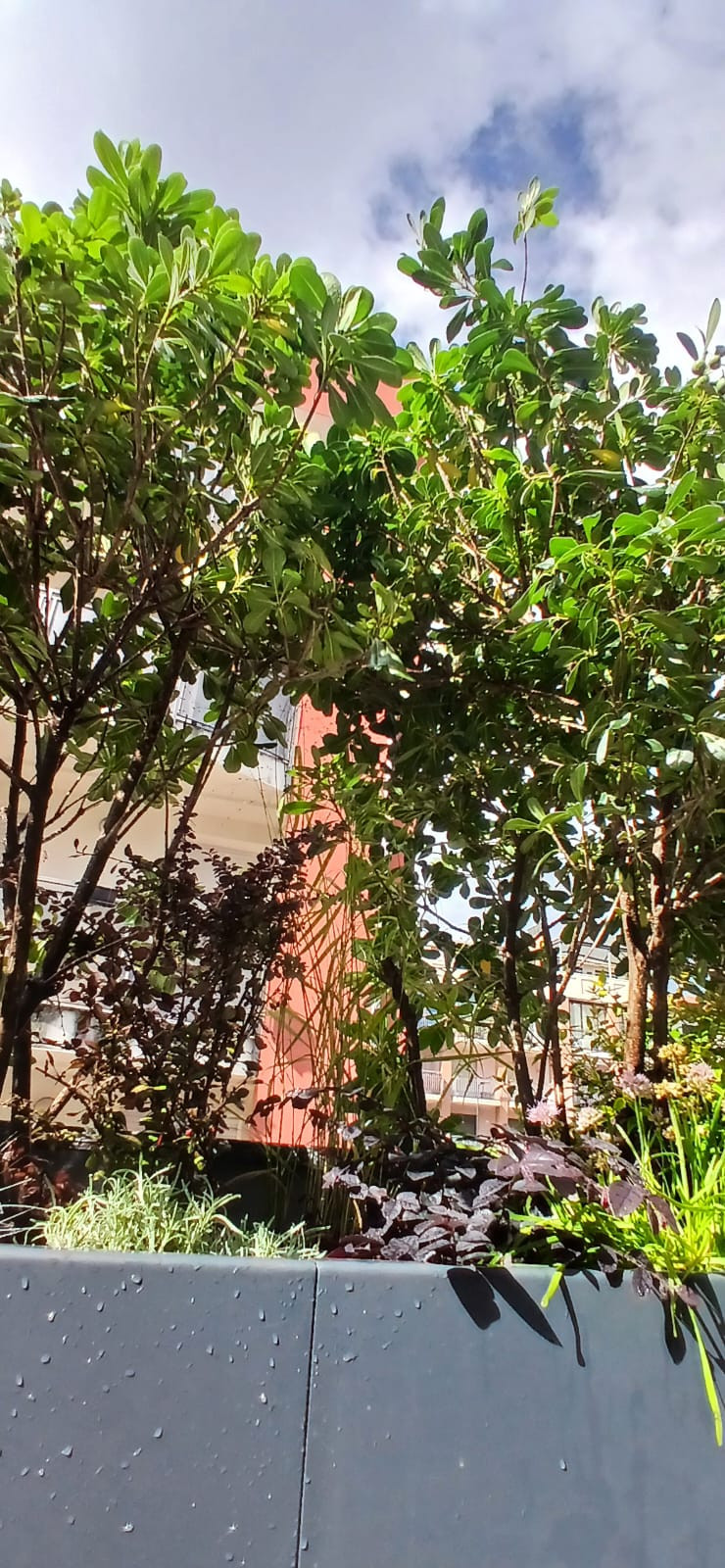 Realizzazione Terrazza dai sapori mediterranei