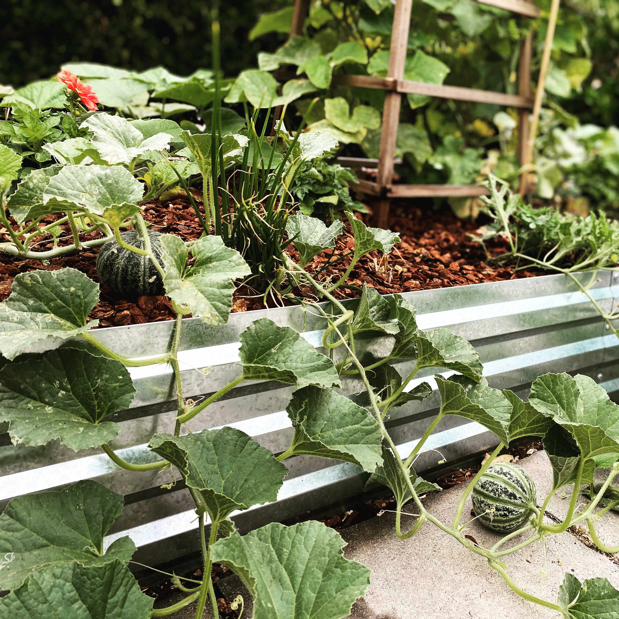 San Pedro, CA - Rustic Kitchen Garden