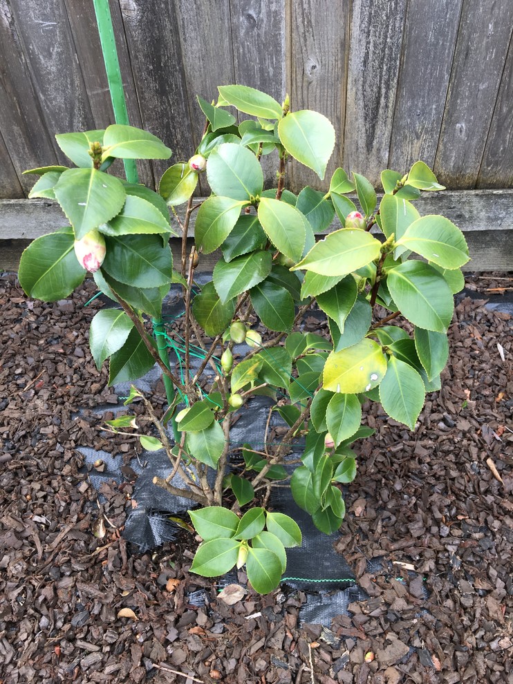 Camellia leaves turning yellow