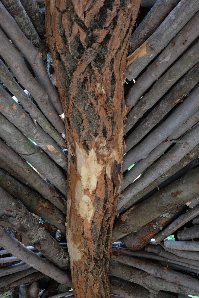 Discovery Woods