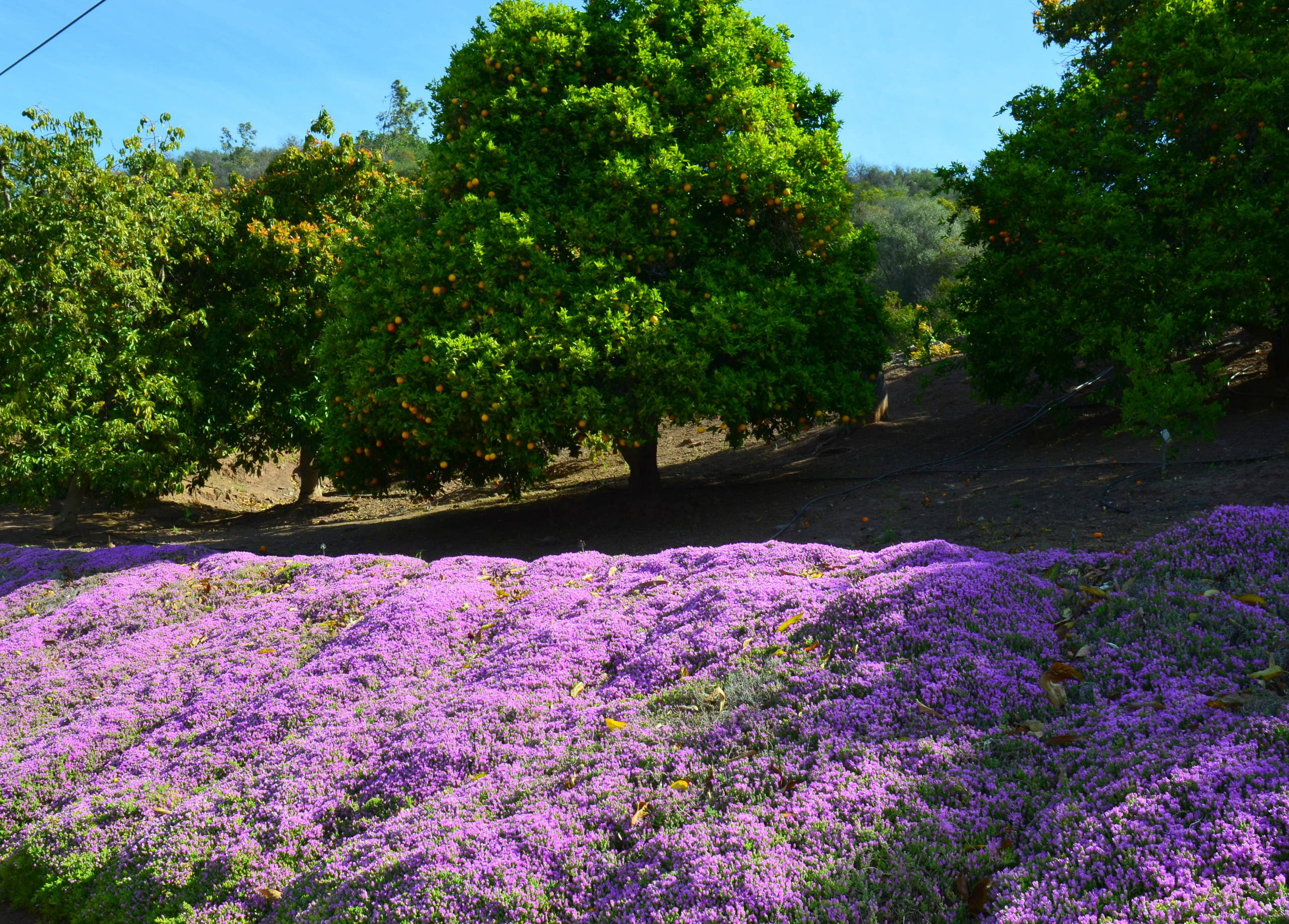 10 Succulents That Make Pretty, Easy-Care Ground Covers