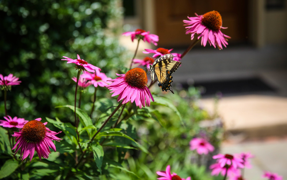 Design ideas for a modern landscaping in Philadelphia.
