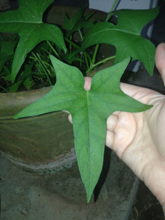 Identification Needed - Vine-type plant, 5-lobed leaves