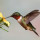 humming_bird333