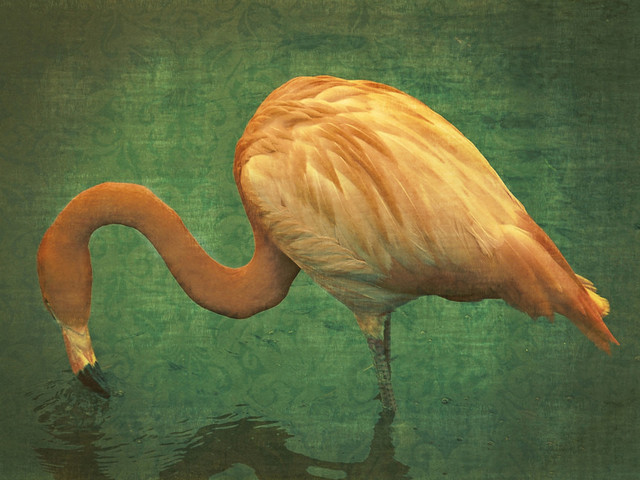 General Coastal 'Caribbean Flamingo' Photographic Print on Wrapped Canvas