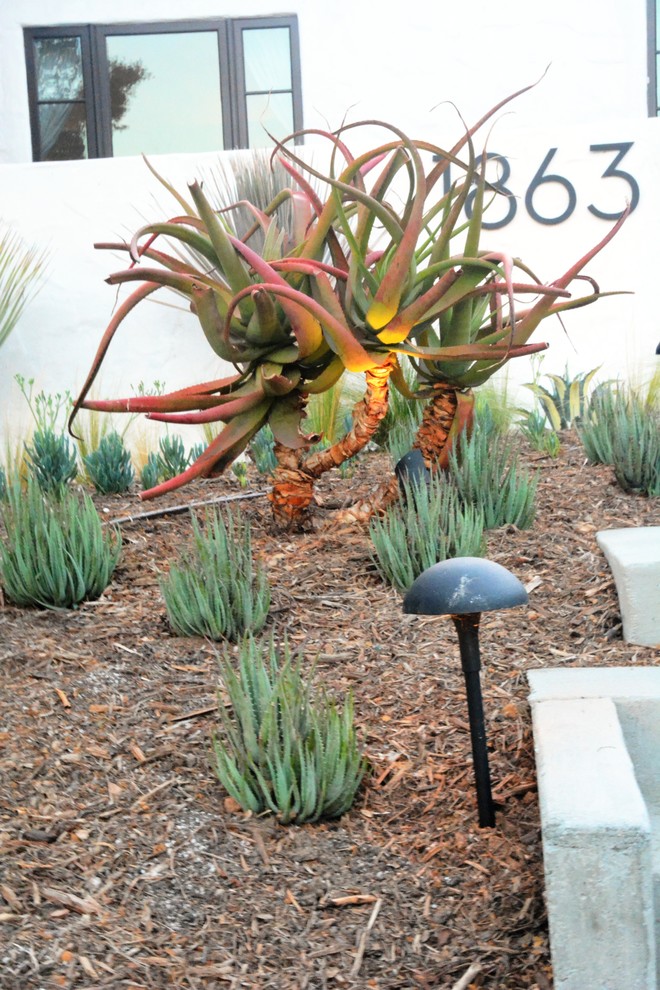 Design ideas for a mid-sized contemporary front yard full sun xeriscape for summer in Los Angeles with mulch.