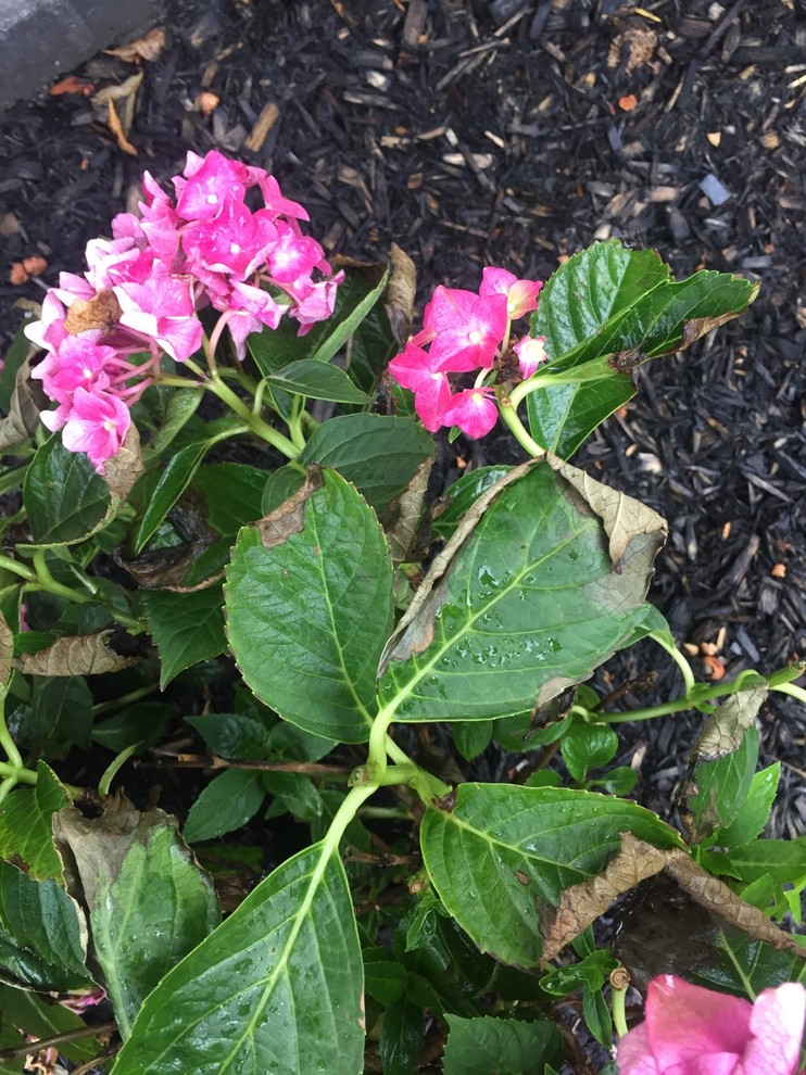 hydrangea leaves browning, curling. help!
