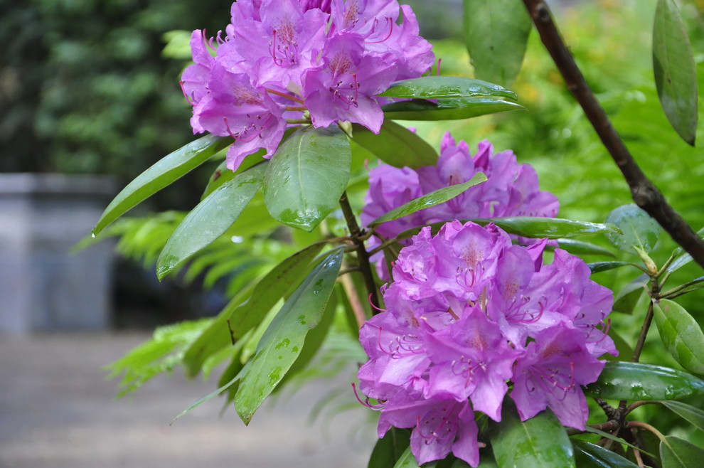 кп. "Архангельское" - Уход за садом - 100% качество!