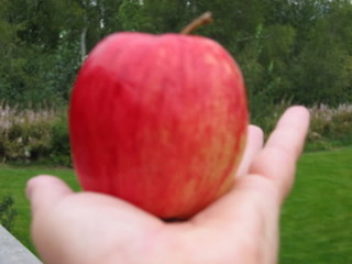 Norland apples