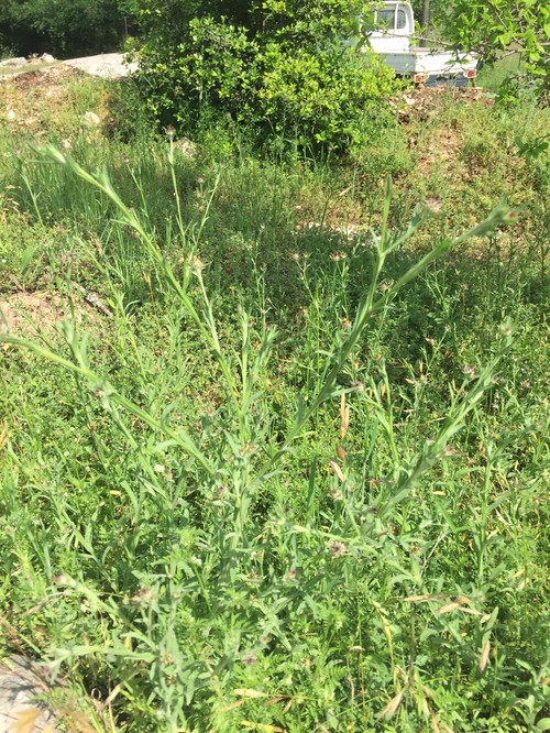 Weed Identification? Central Texas.