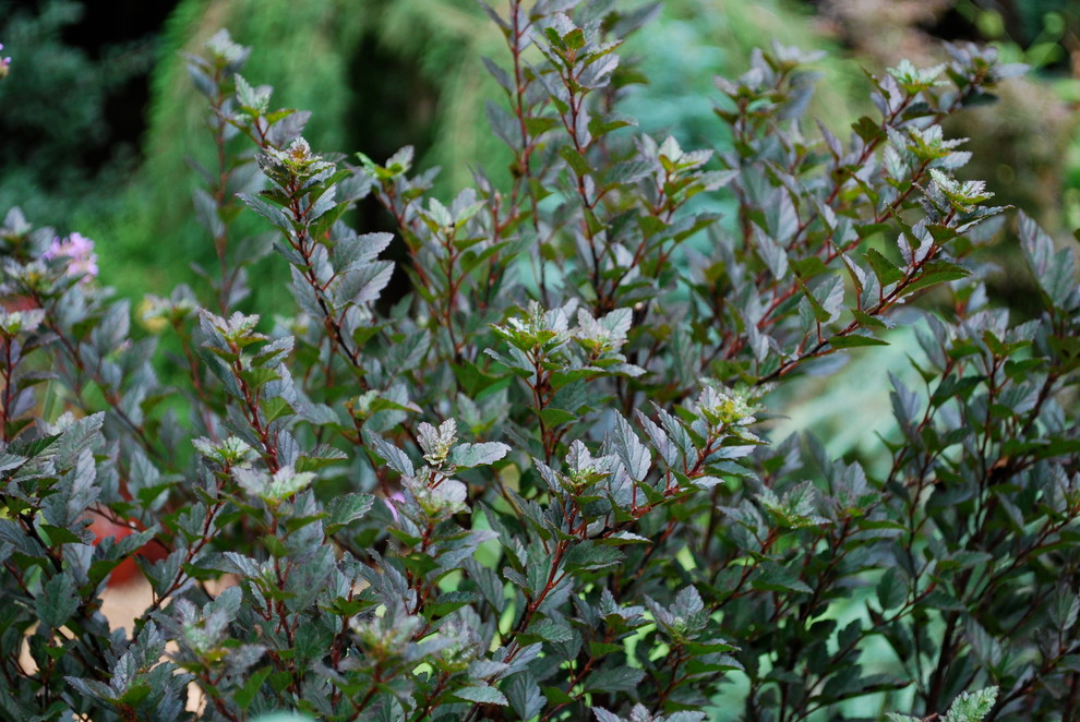 is ninebark poisonous to dogs