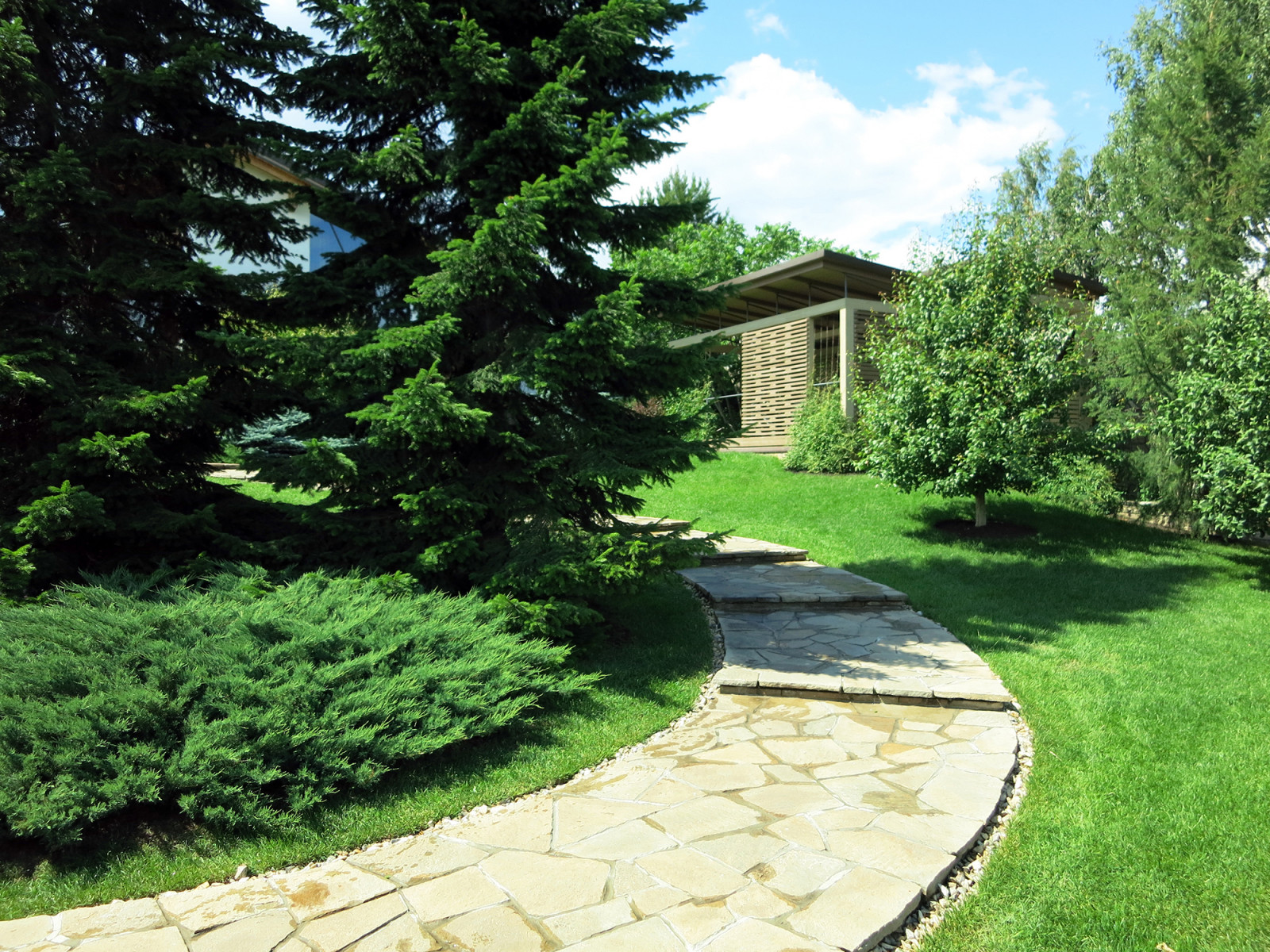 Сад с большими пихтами