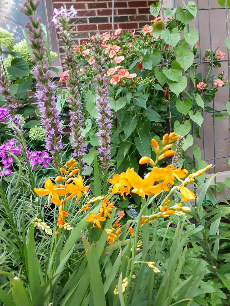 Climbing rose zone 6