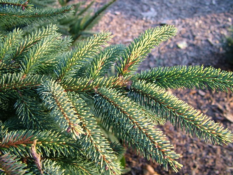 Picea mariana aurea. Ель Сербская хвоя. Ель Сербская иголки. Ель Сербская ветка. Хвоинки Сербская.