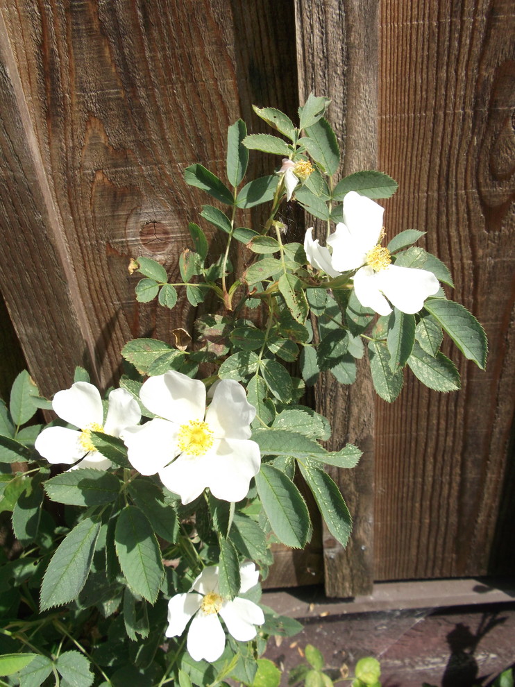 Two antique roses to identify.