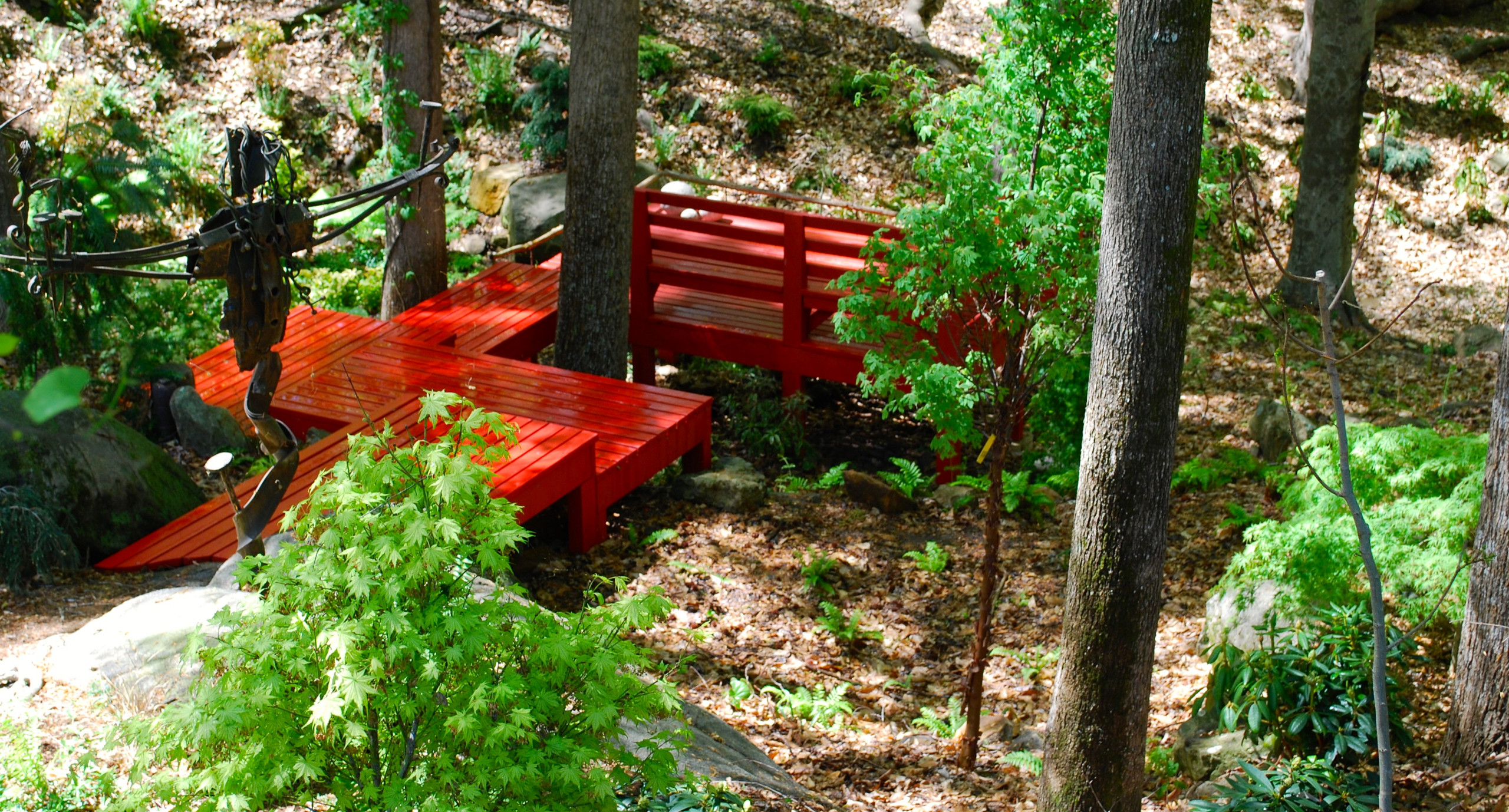 Japanese-inspired fern garden