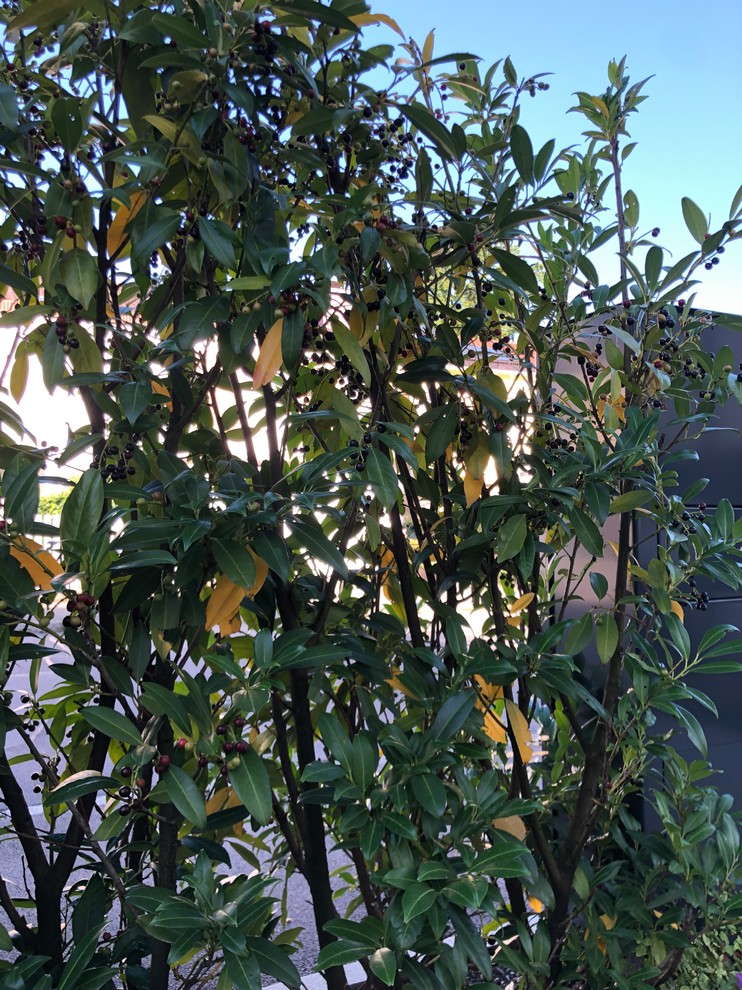 Hilfe! Kirschlorbeer Herbergii macht Probleme | Houzz