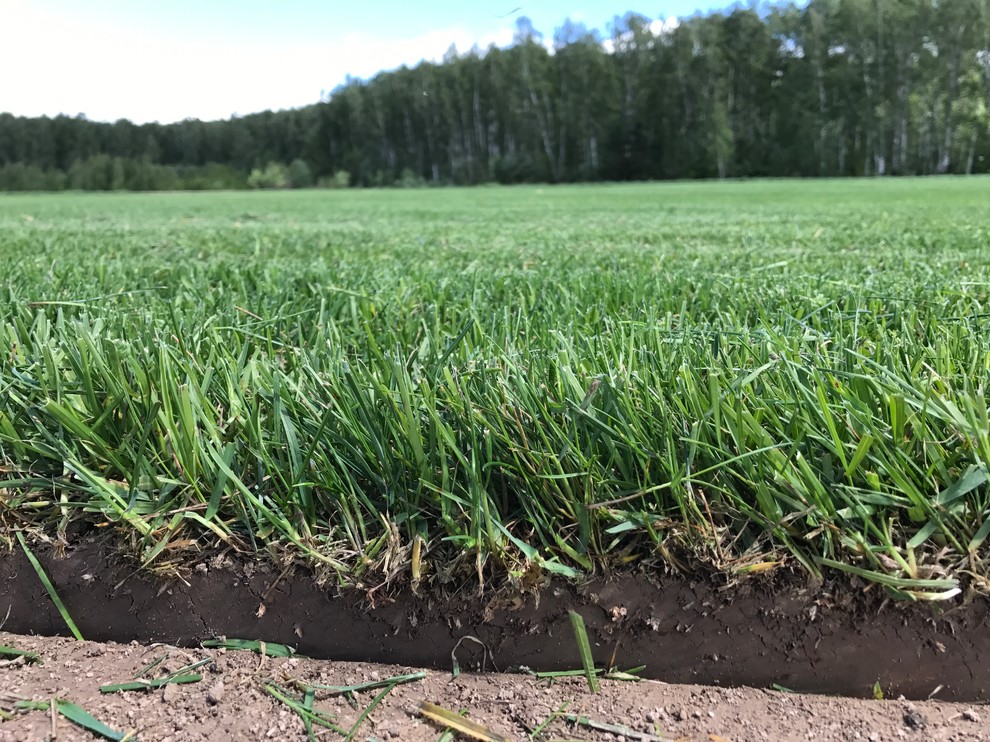 Универсальный газон 2017 года