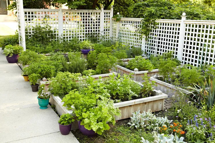 "Raised and Traditional Vegetable Gardens"